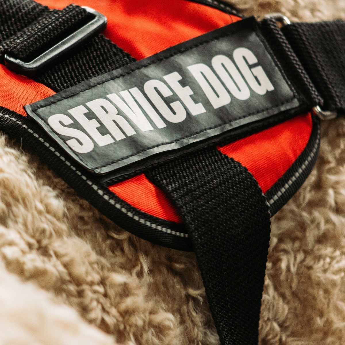 service dog